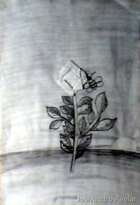 Rosa de onde a abelha recolhe a matéria-prima para fabricar seu mel...