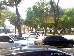 As bolas transparentes espalhadas nas árvores da Getúlio Vargas.