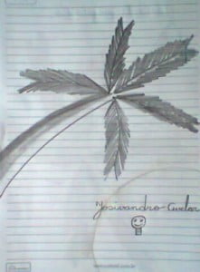 Palmeira.