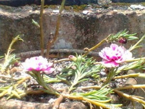 flores