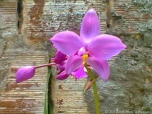 Orquídea