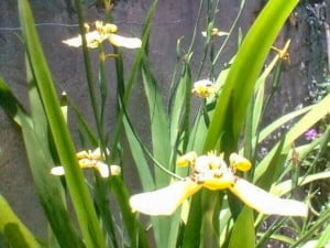 Orquídeas amarelas