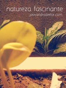 natureza fascinante 1