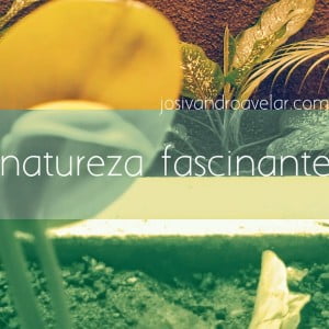natureza fascinante 2
