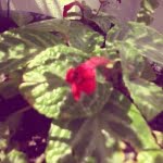 camera 20140504130735998