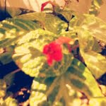 camera 20140504130836290
