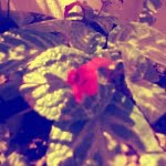 camera 20140504130907038