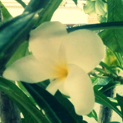 flor branca