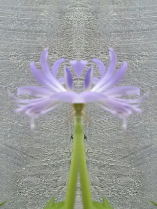 flor em espelho