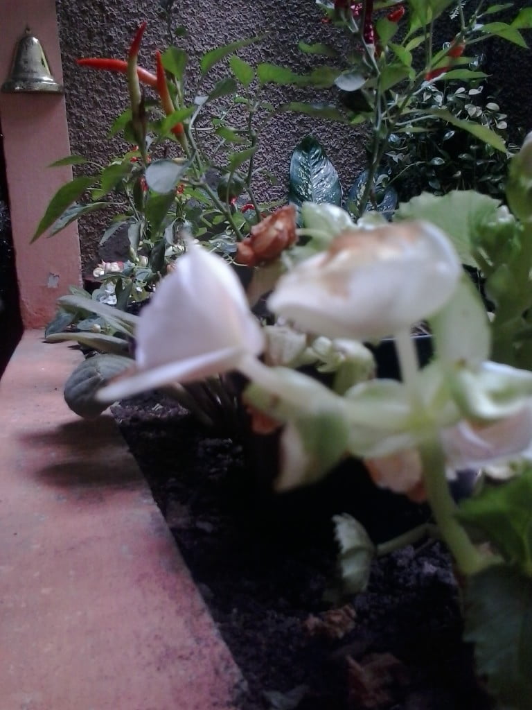 2015-12-16 11.03.32(0)