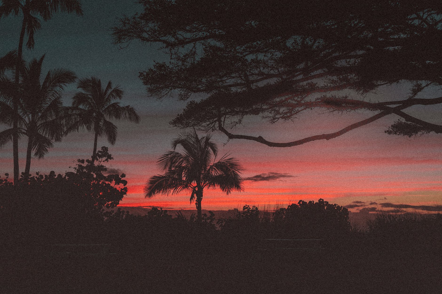 A ansiedade sob controle no momento mais inacreditável 1 silhueta das árvores durante o pôr do sol - ambiente que acalma em momentos de ansiedade