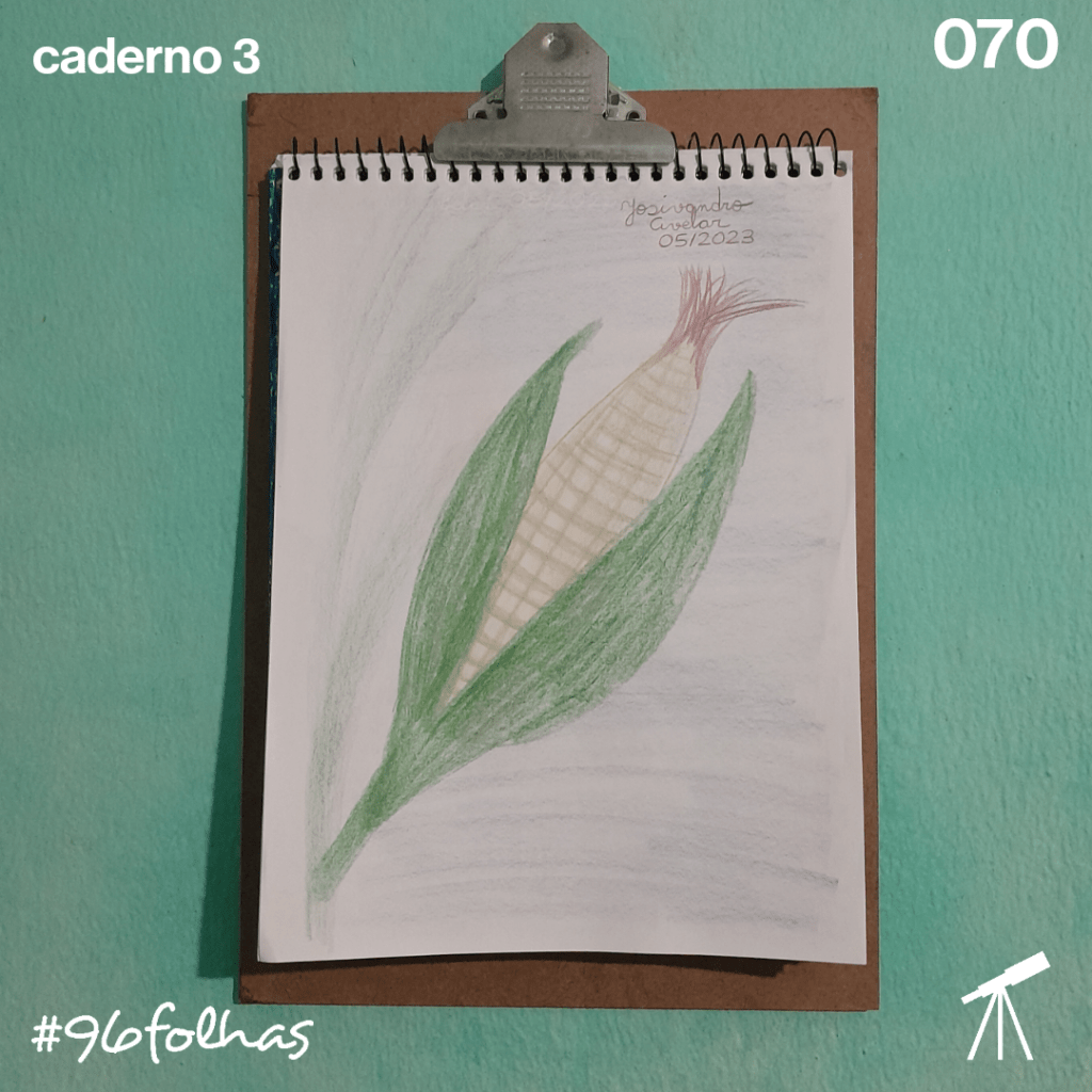 #96folhas- Milho verde 1 O milho verde é tradicional nas festas de São João.