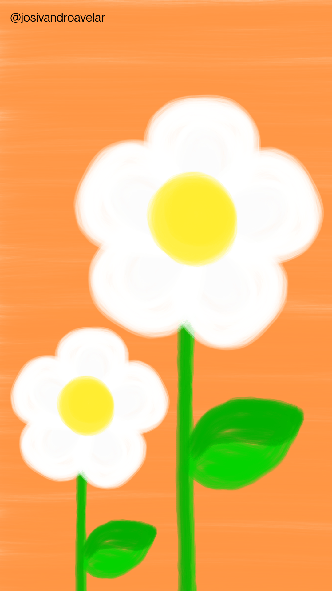 Artes digitais: flores brancas ao amanhecer 1 Flores brancas ao amanhecer.