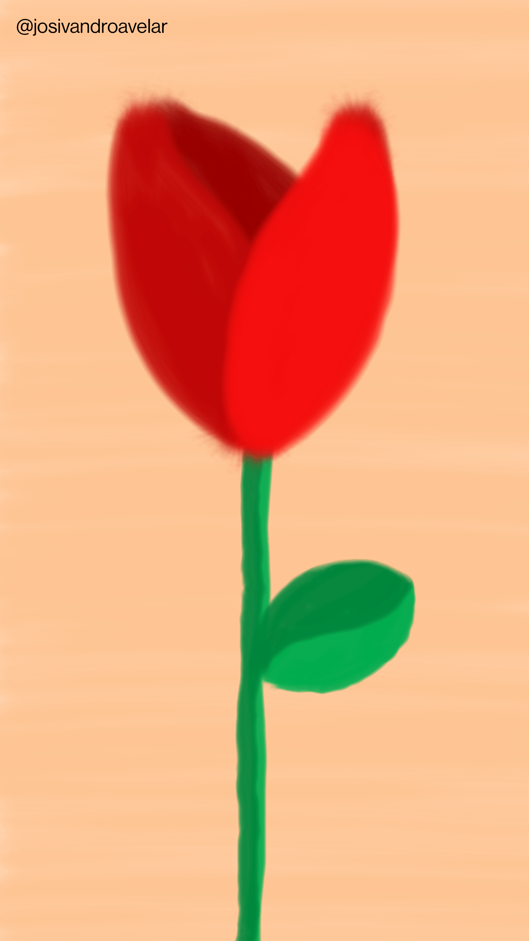 Artes digitais: tulipa vermelha 1 Desenho de uma tulipa vermelha em fundo em tom de salmão.