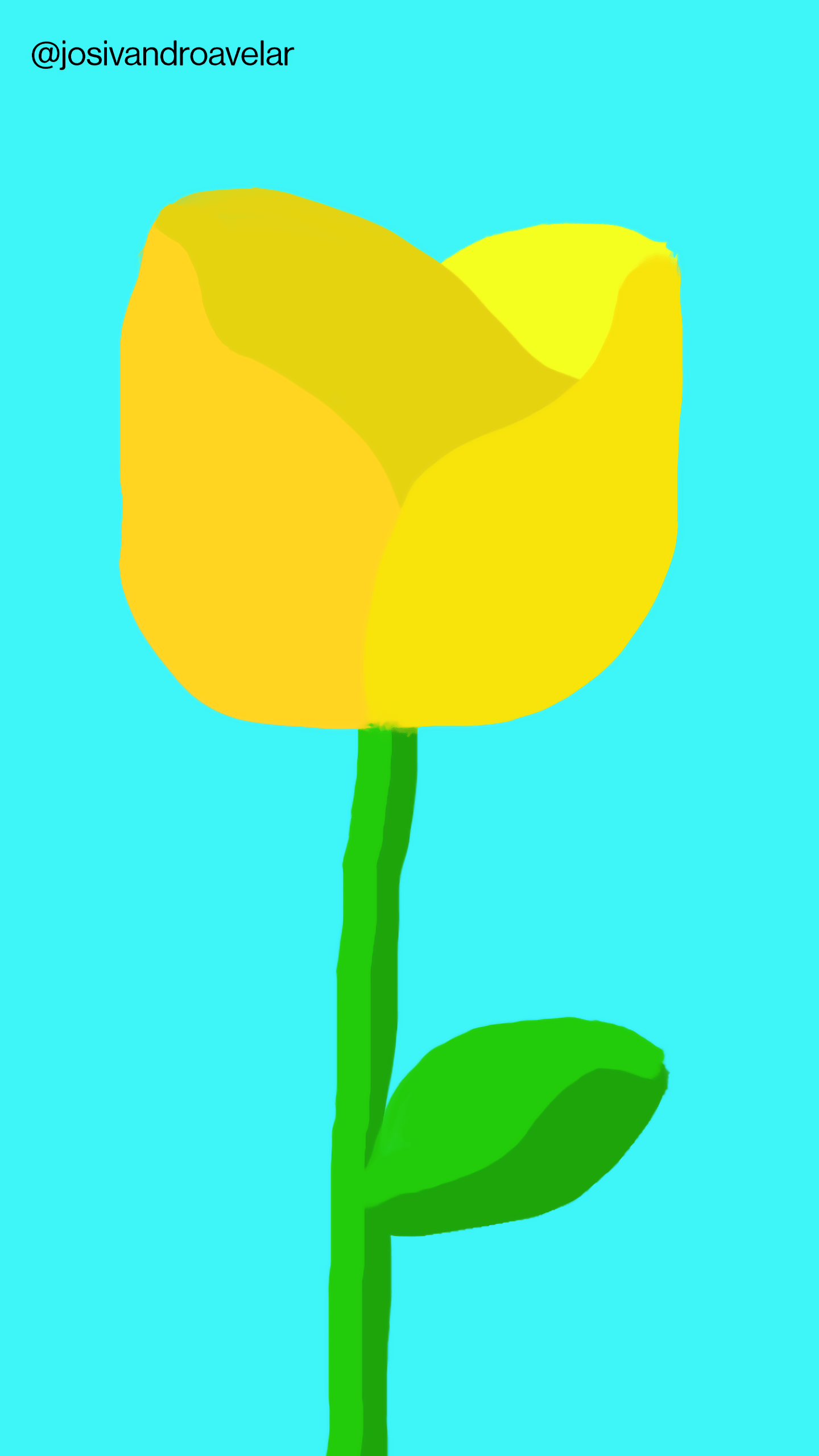 Artes digitais: rosa amarela 1 Desenho de uma bela rosa amarela.