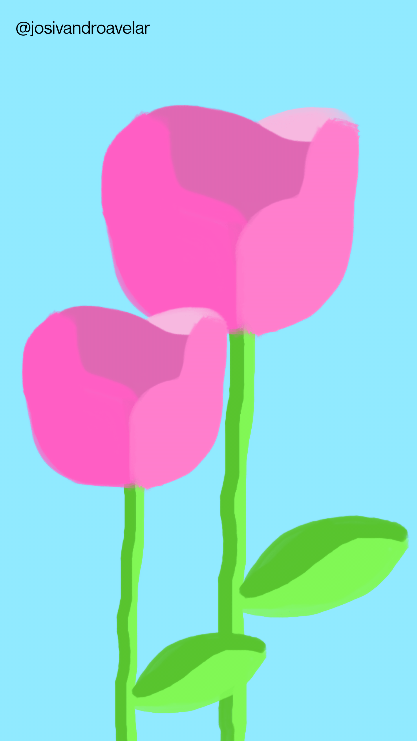 Artes digitais: rosa cor de rosa 1 Duas rosas cor de rosa em fundo azul.
