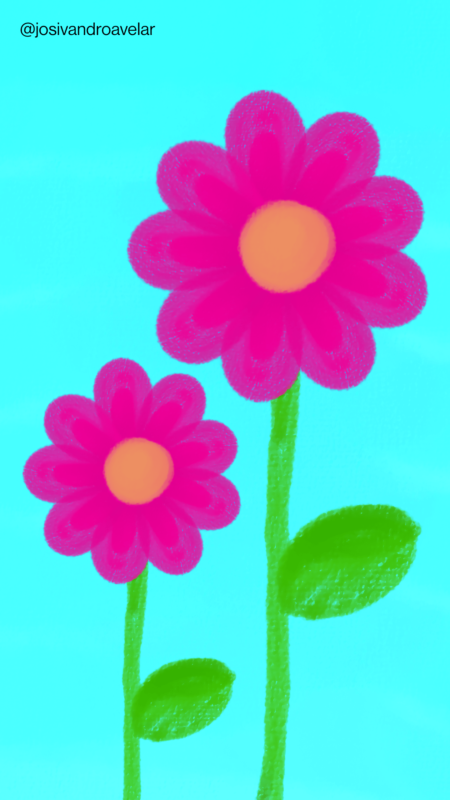 Bora desenhar? #034 1 Desenho de flores em cor magenta, sobre fundo azul, traduzindo as cores vivas das flores.